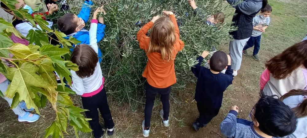 Η ελιά της Σταυρούλας