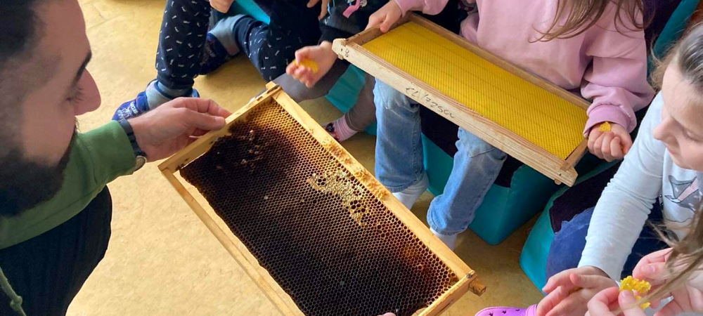 Γνωρίζοντας την ζωή της μέλισσας