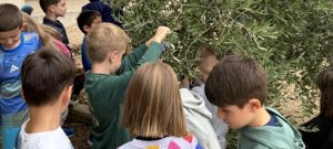 Οι μικροί ελαιοσυλλέκτες του σχολείου μας!